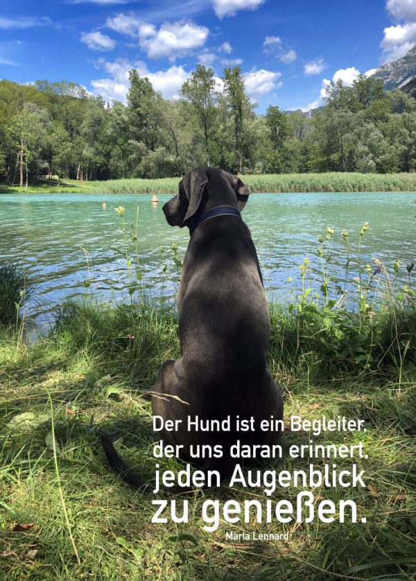 Ansicht Bild Hund vor See