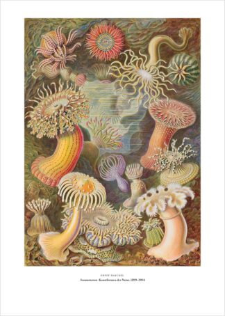 Ernst Haeckel – Seeanemonen – Kunstdruck als Poster