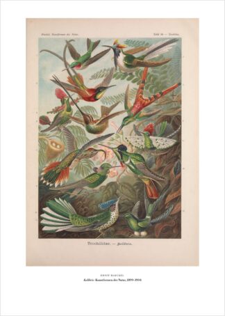 Ernst Haeckel – Kolibris – Kunstdruck als Poster