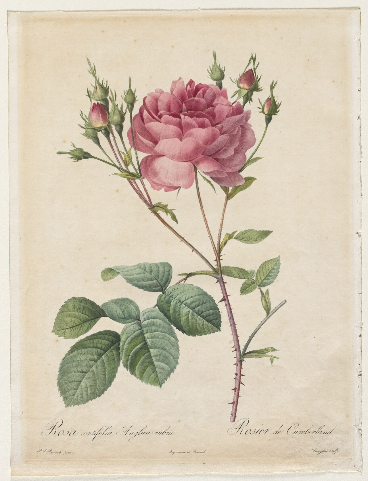 Redouté – Rosa centifolia