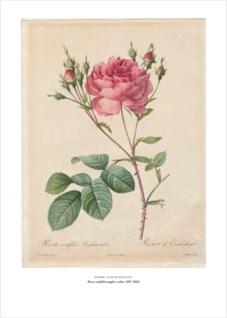 Redouté – Rosa centifolia – Kunstdruck als Poster